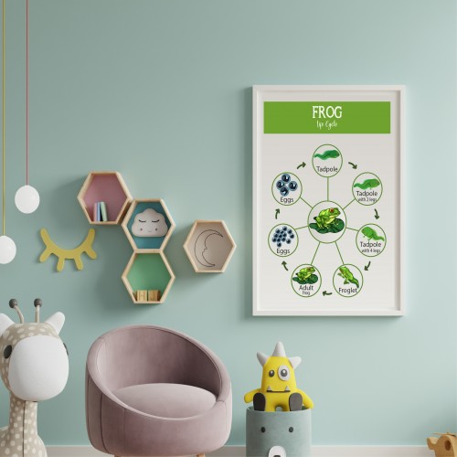 Life Cycle of Frog Poster