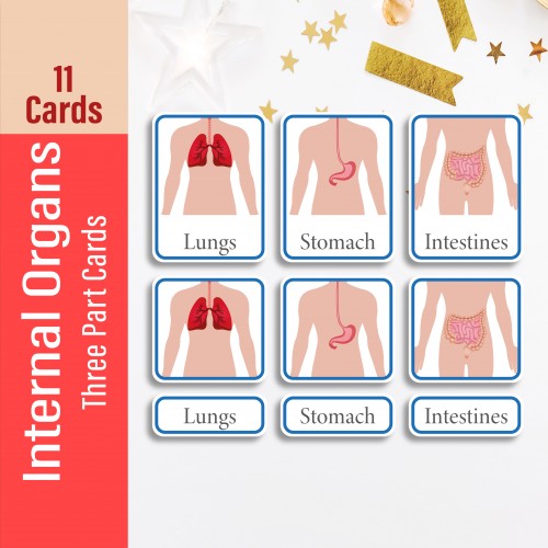 Internal Organs Three Part Cards