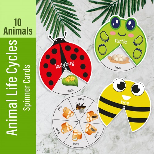 Animal Life Cycle Spinner Cards